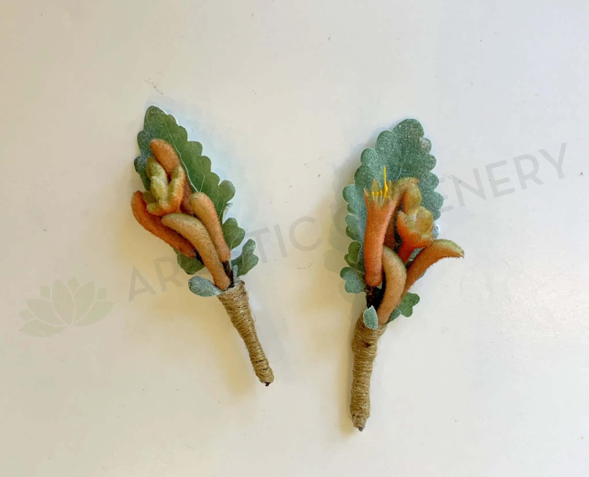 Buttonhole - Kangaroo Paw with Dusty Miller (Product Code: BH003)